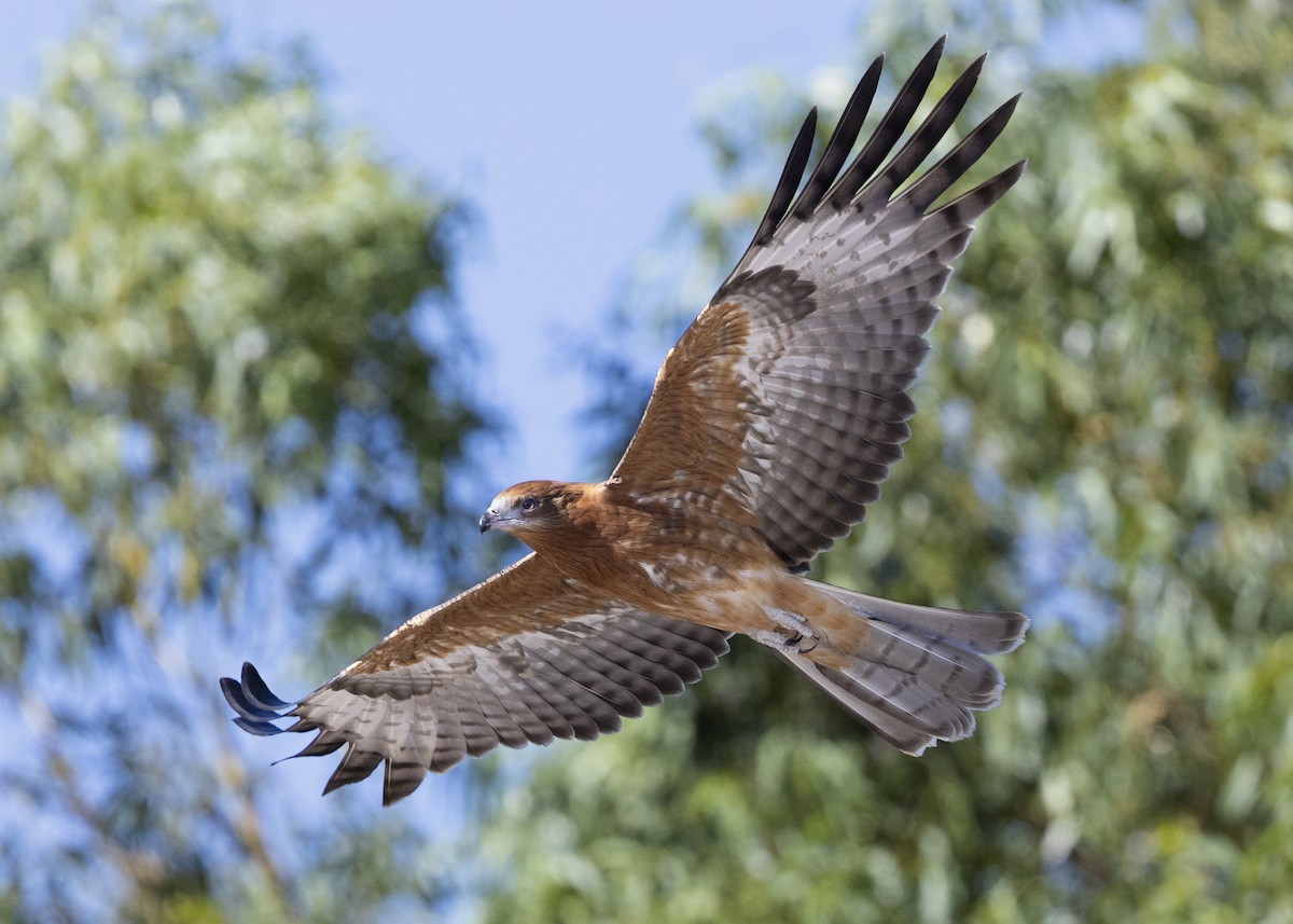 Square-tailed Kite - ML629904474