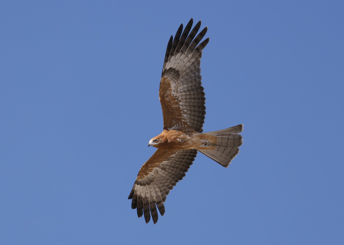 Square-tailed Kite - ML629904475