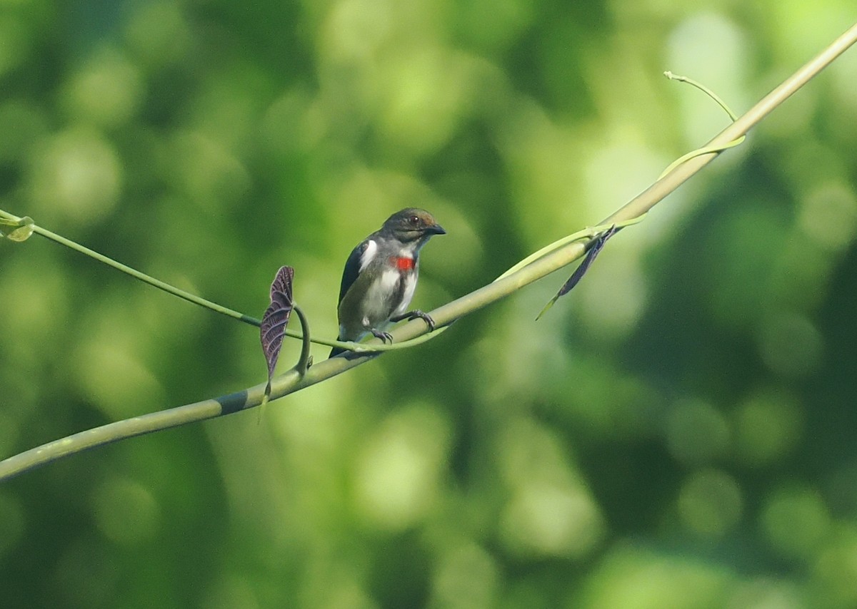 Red-banded Flowerpecker - ML629904493