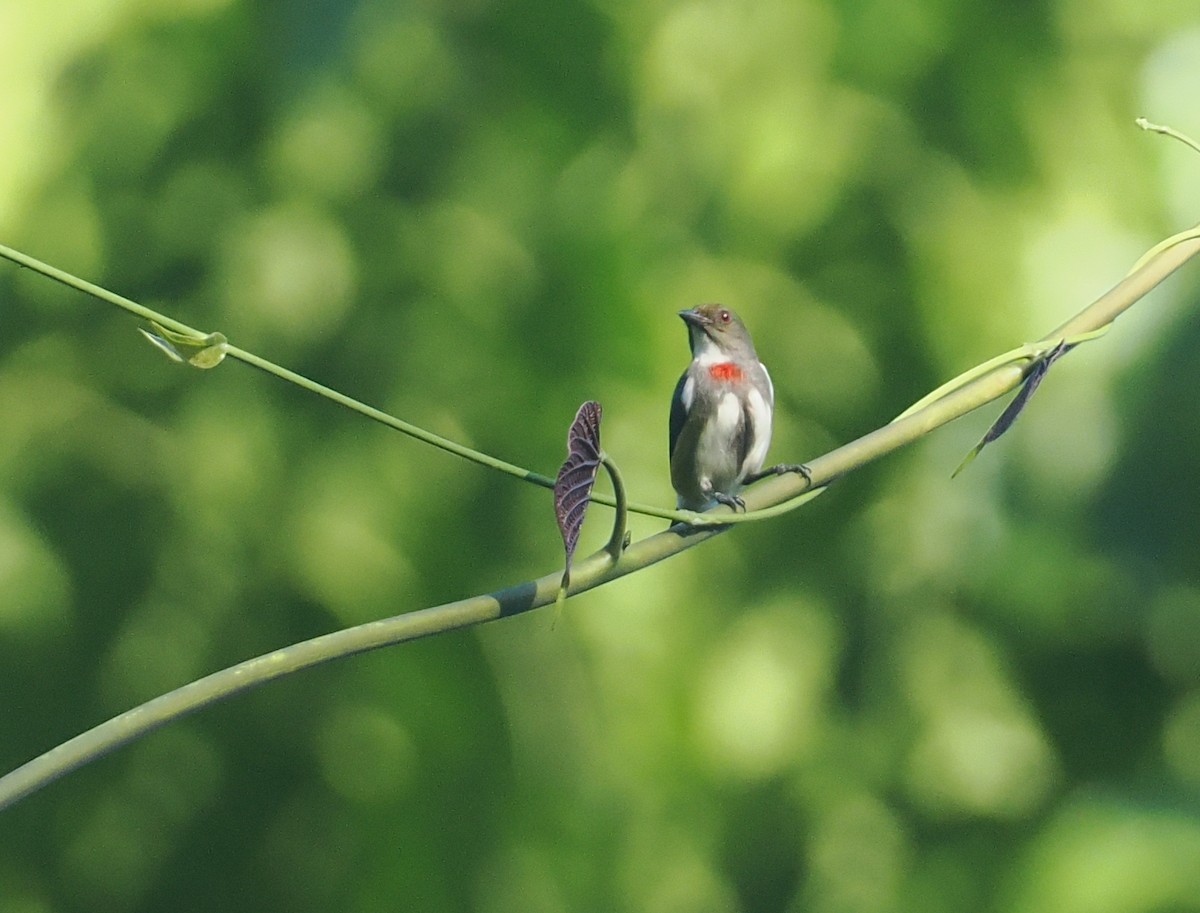 Red-banded Flowerpecker - ML629904501