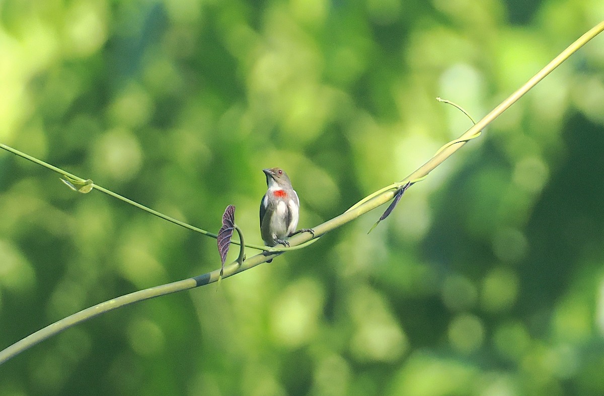 Red-banded Flowerpecker - ML629904556