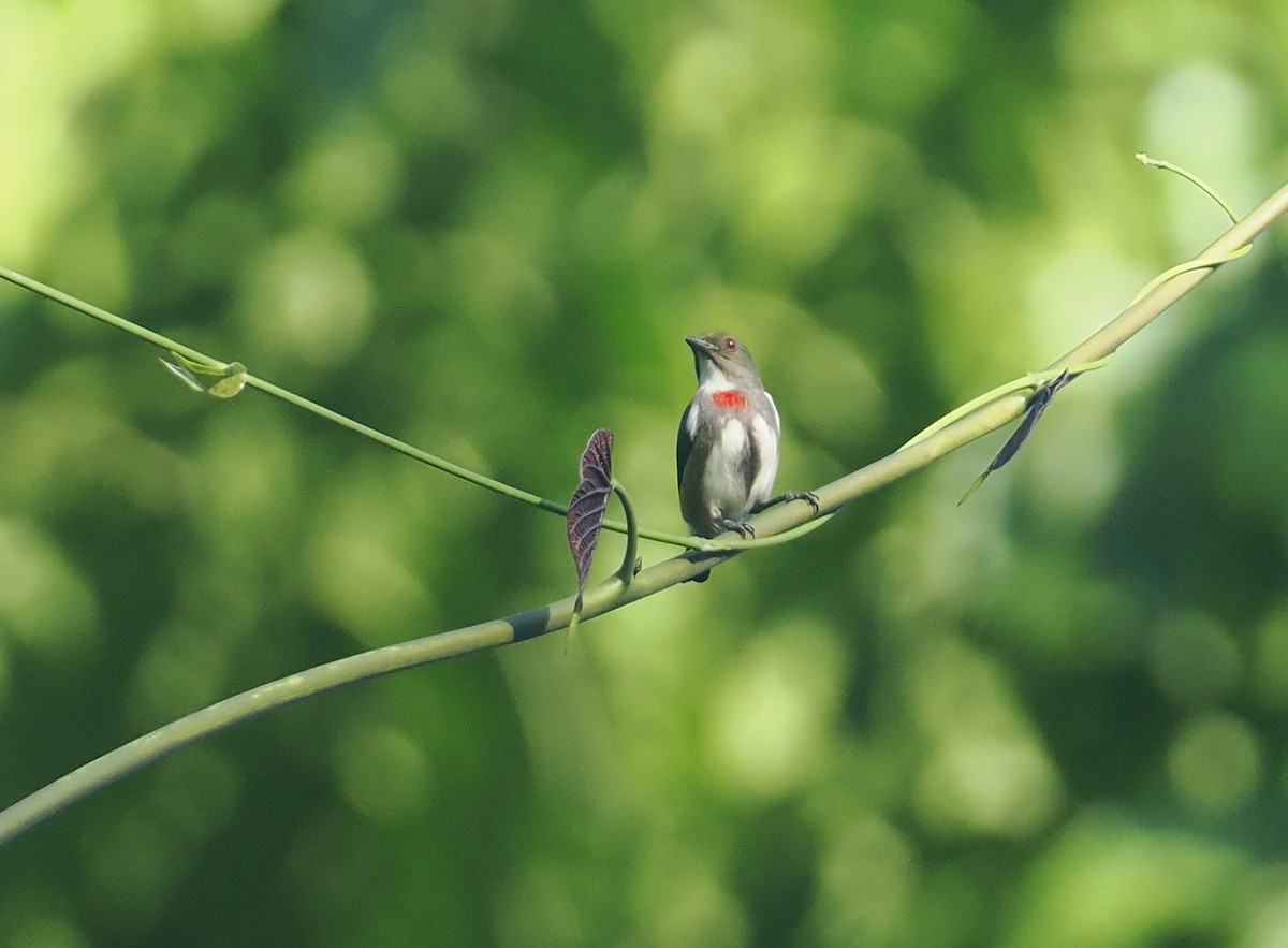 Red-banded Flowerpecker - ML629904562