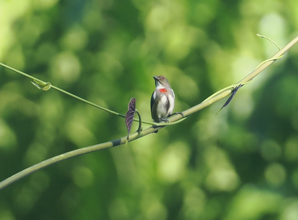 Red-banded Flowerpecker - ML629904571