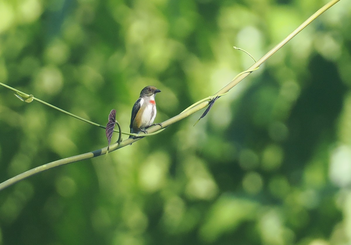 Red-banded Flowerpecker - ML629904587