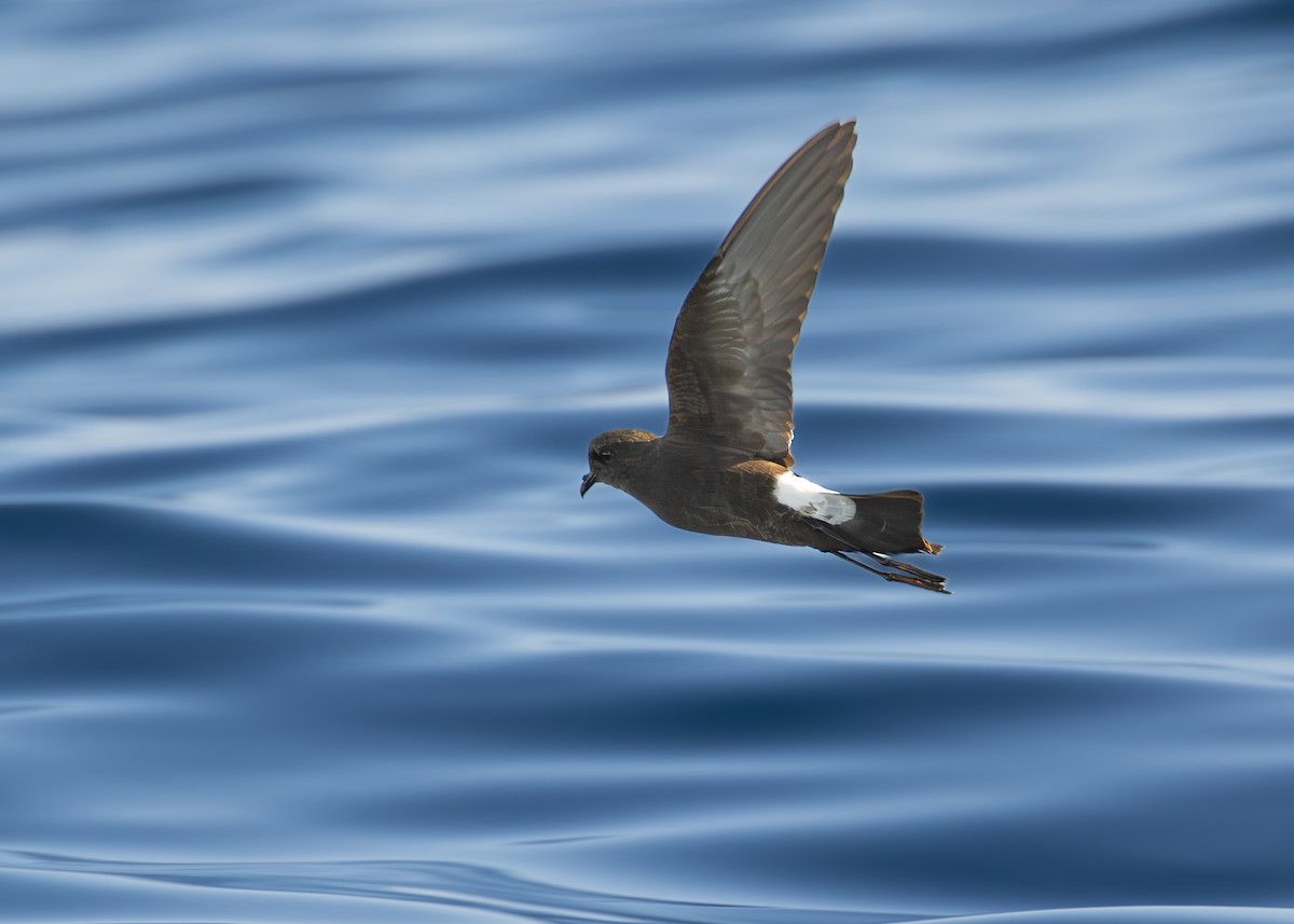 Wilson's Storm-Petrel - ML629904598