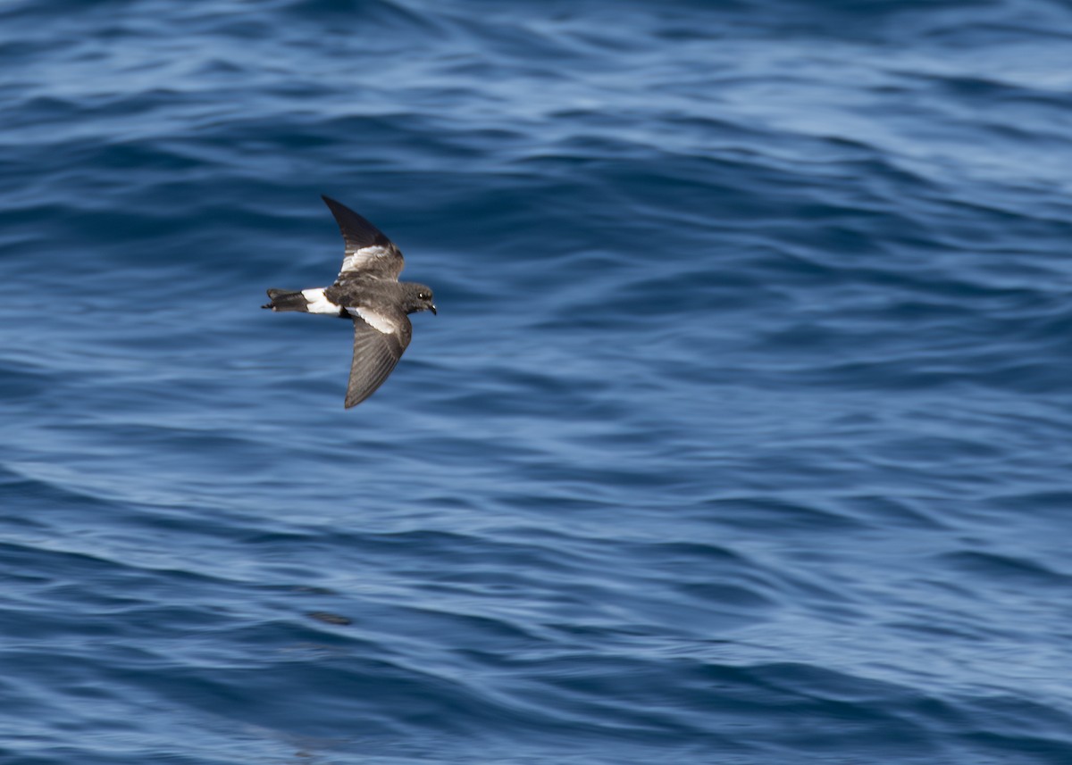 Wilson's Storm-Petrel - ML629904645