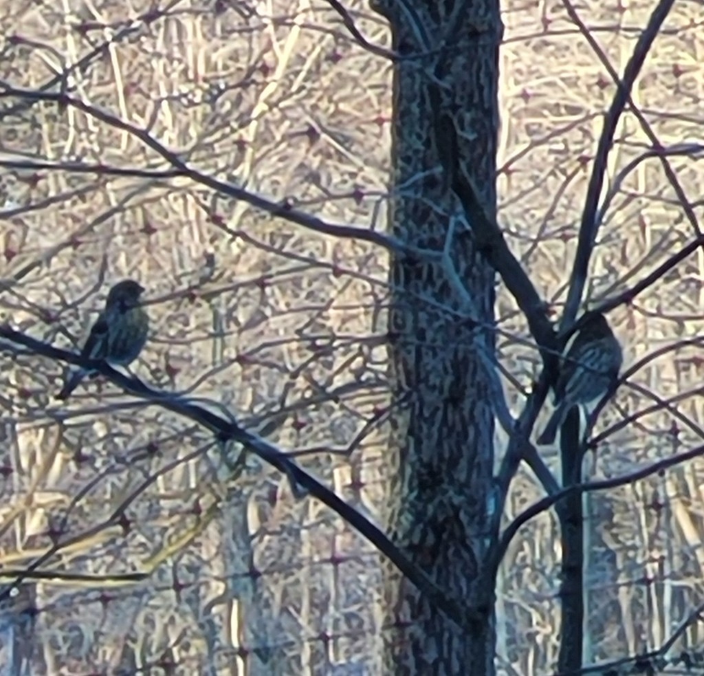 House Finch - ML629905086