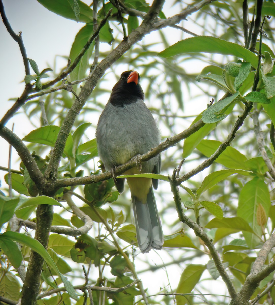 Black-cowled Saltator - ML629905298