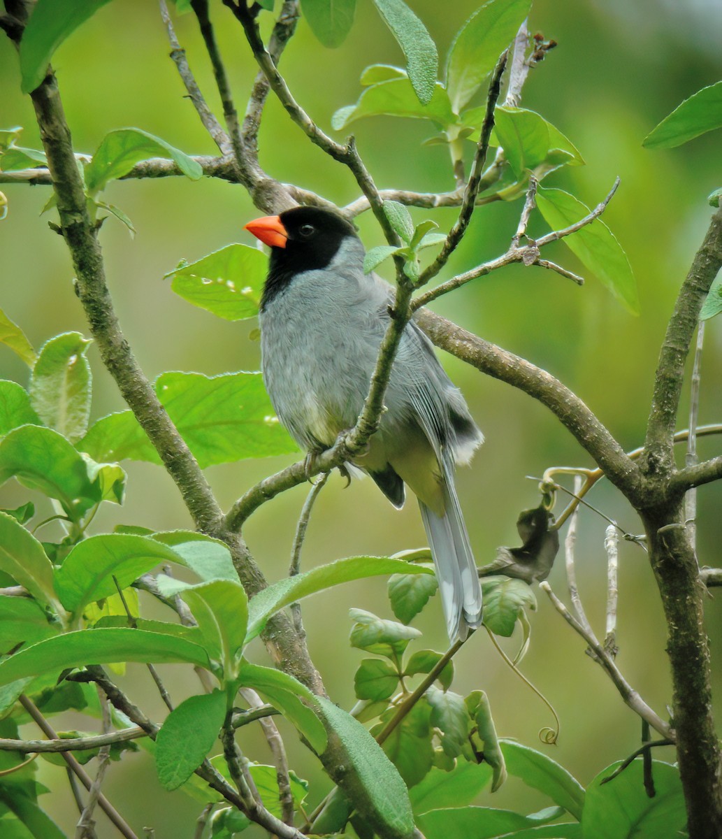 Black-cowled Saltator - ML629905299