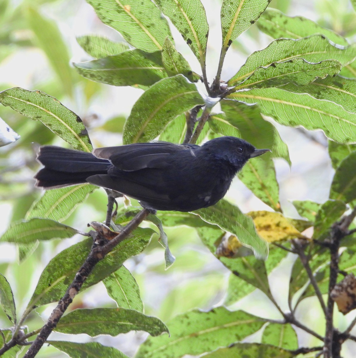 Black Flowerpiercer - ML629905345