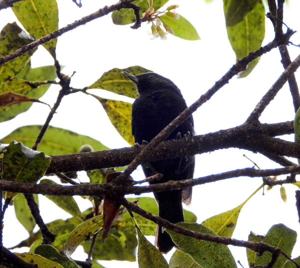 Black Flowerpiercer - ML629905347