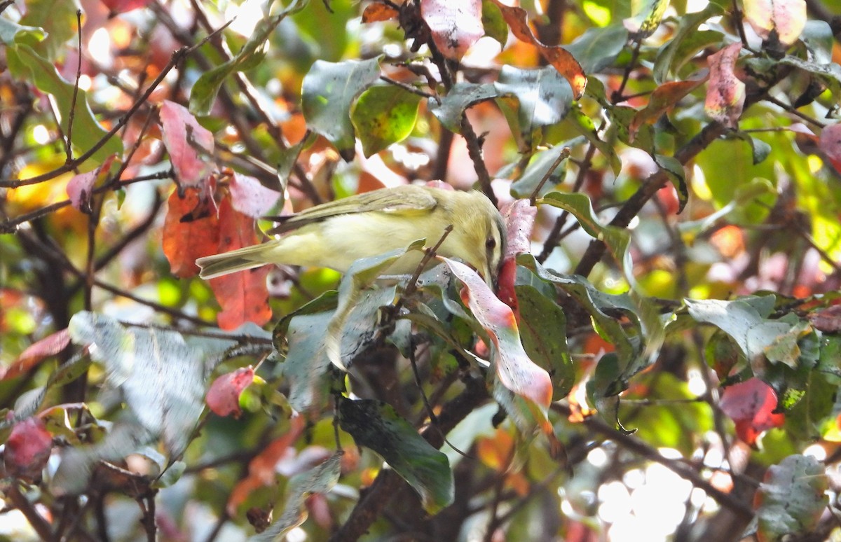 Red-eyed Vireo - ML629905430