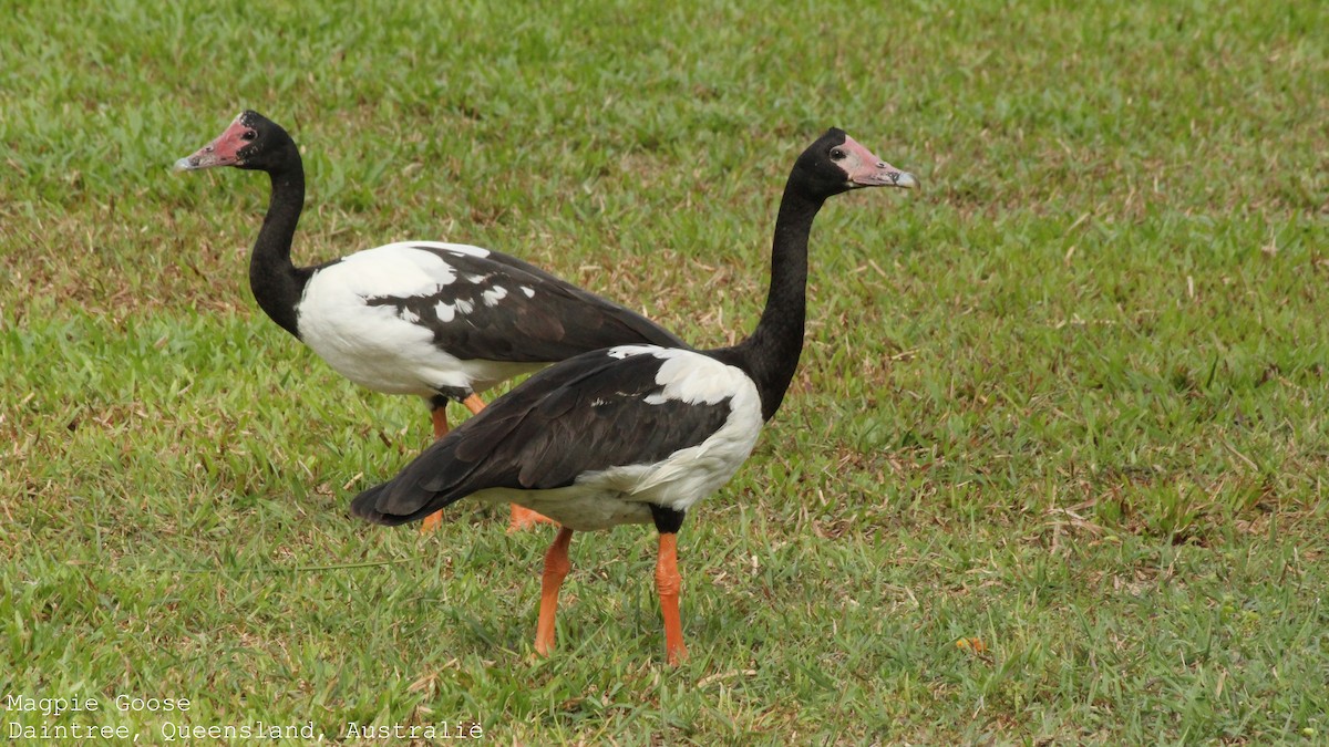 Magpie Goose - ML629905438