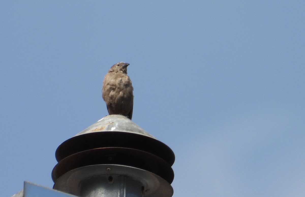 Shiny Cowbird - ML629905442