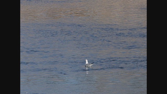 Ring-billed Gull - ML629905477