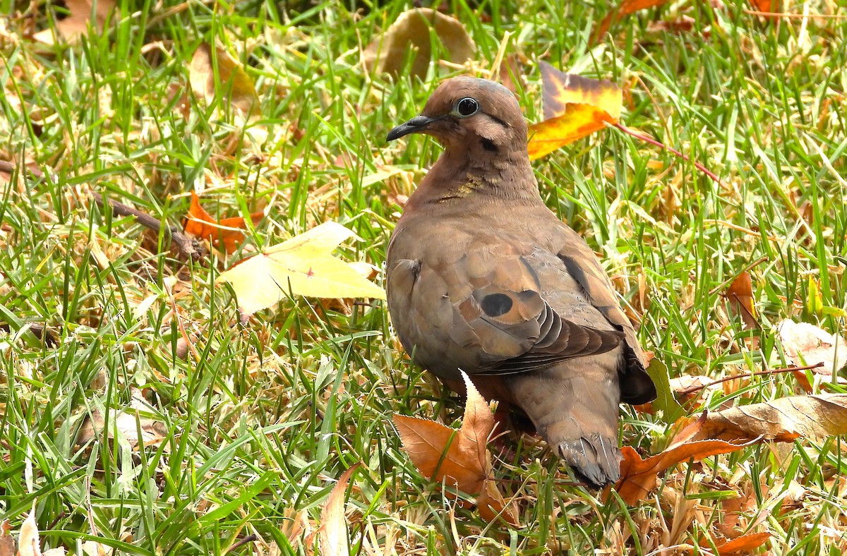 Eared Dove - ML629905513