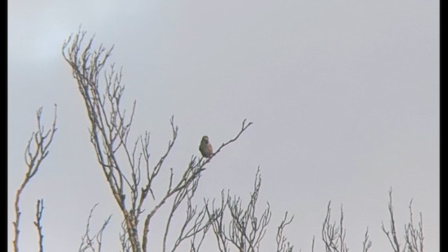 Hawfinch - ML629905515