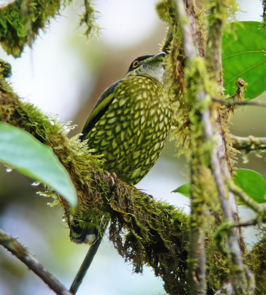 Scaled Fruiteater - ML629905591
