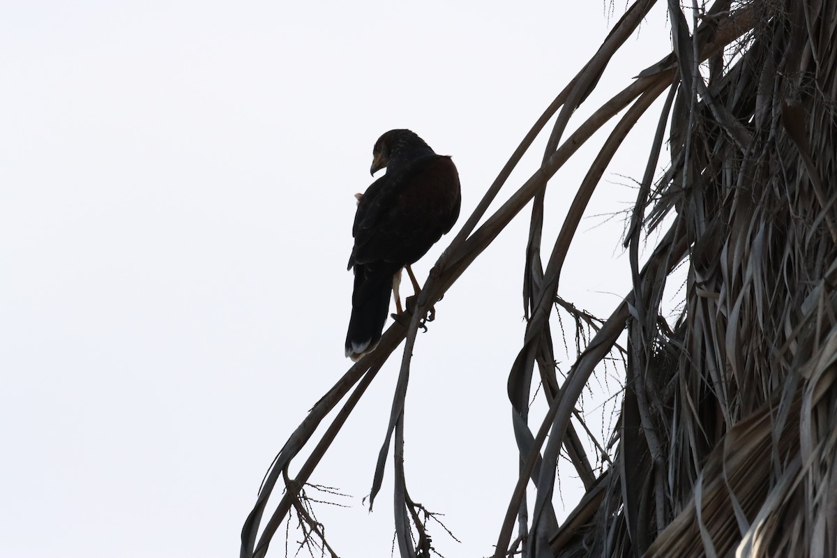 Mountain Caracara - Armando Aranela