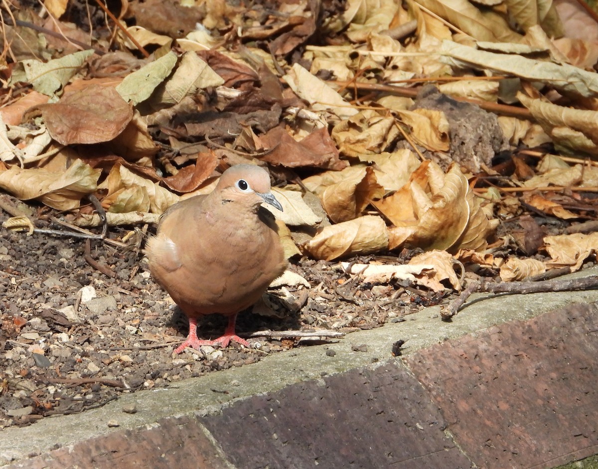 Eared Dove - ML629905613