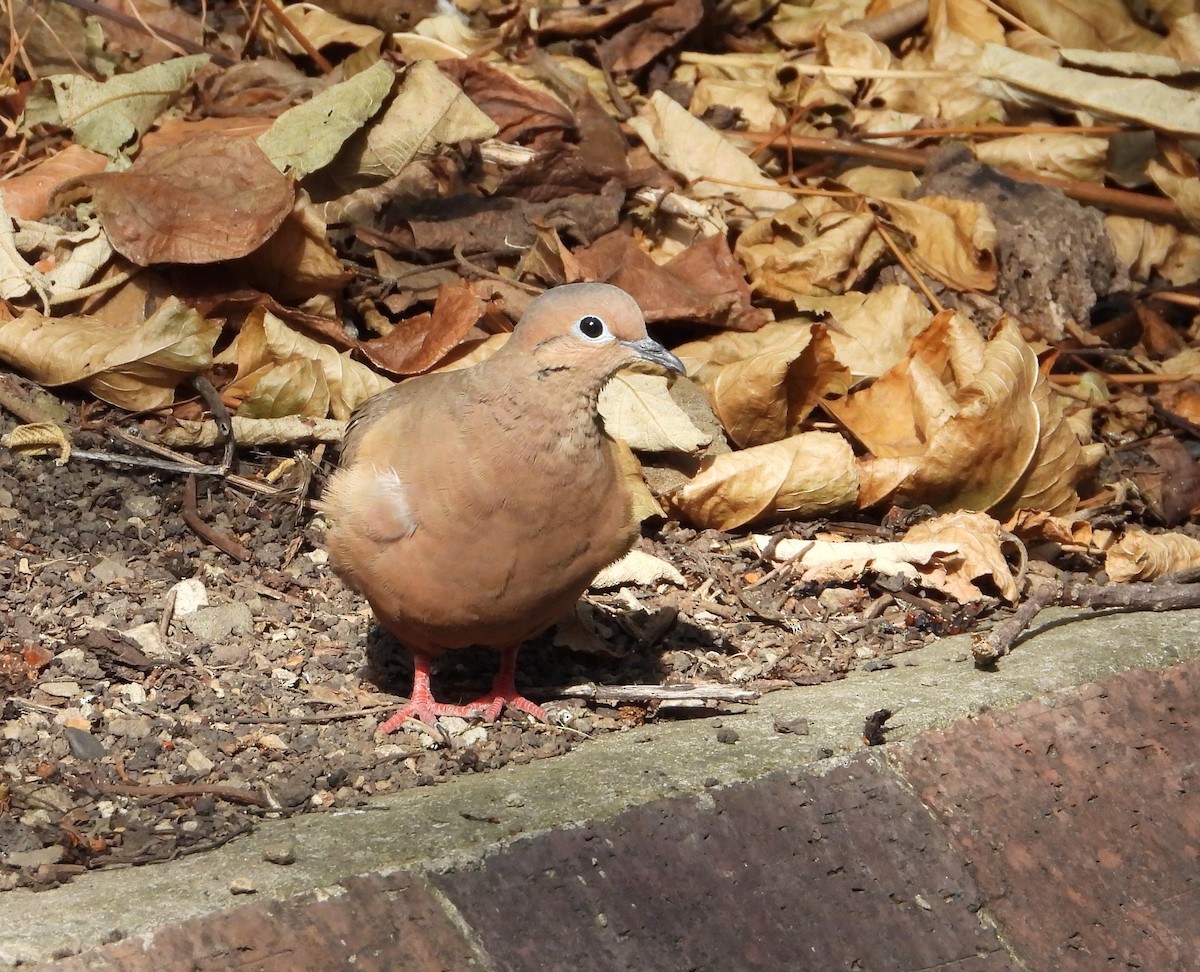 Eared Dove - ML629905614