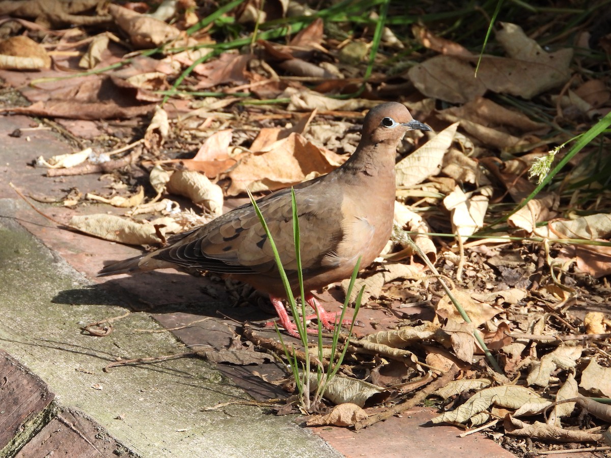 Eared Dove - ML629905615