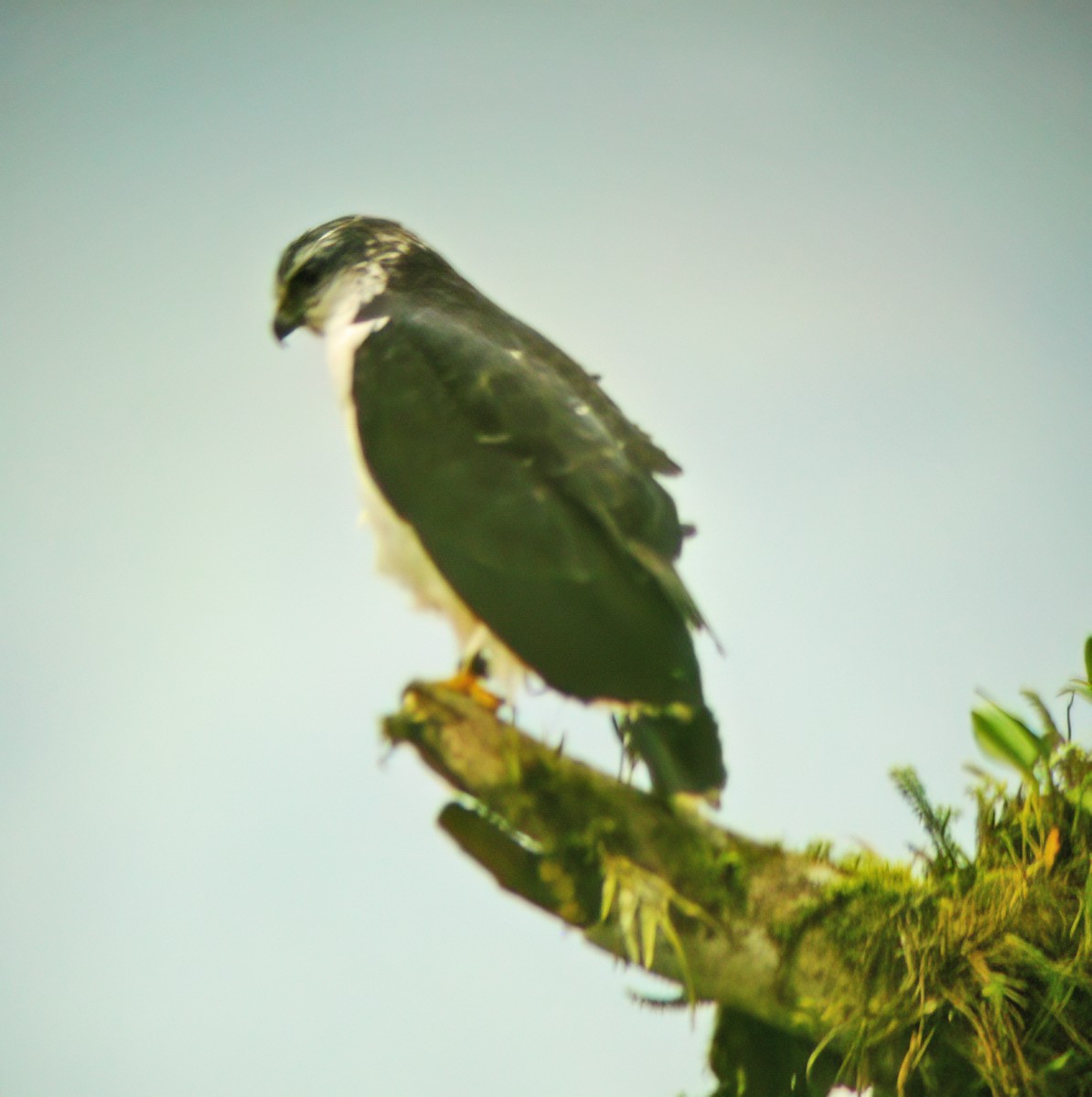 Gray-backed Hawk - ML629905639