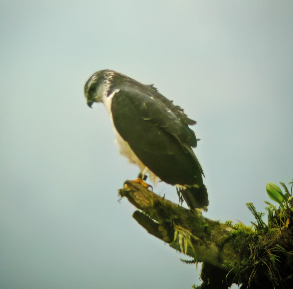 Gray-backed Hawk - ML629905640