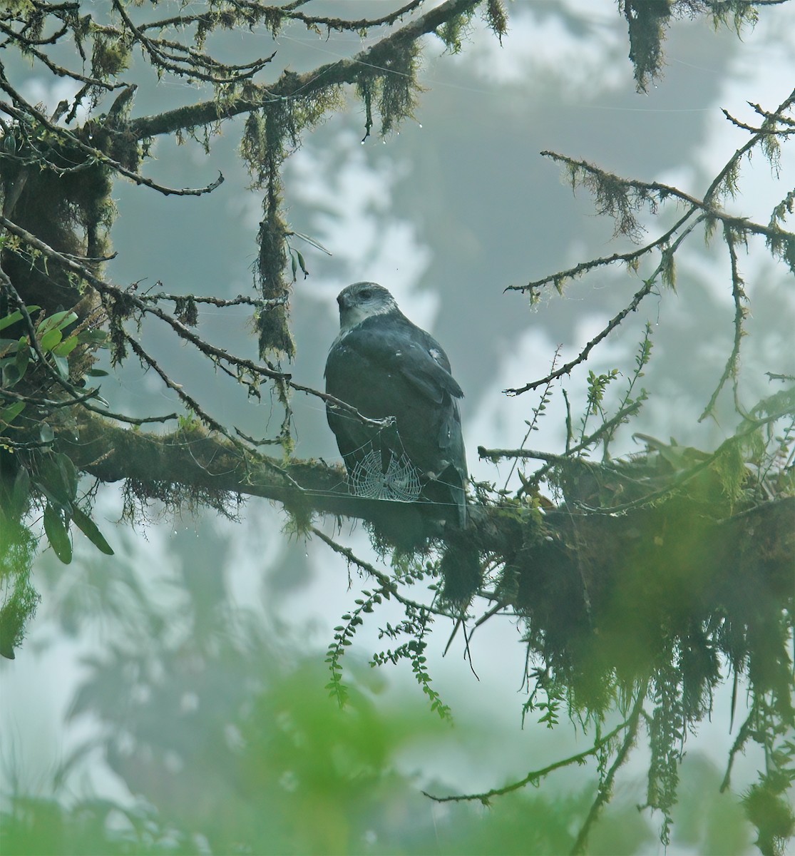 Gray-backed Hawk - ML629905641