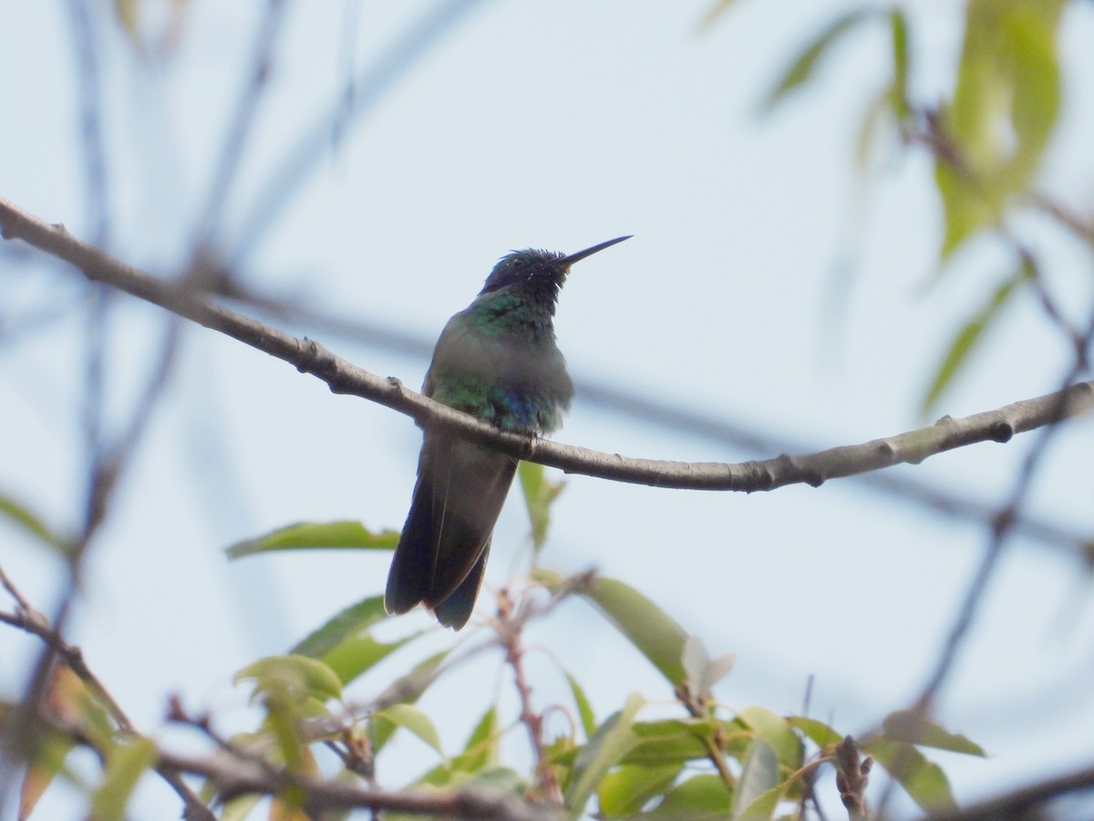 Sparkling Violetear - ML629905668