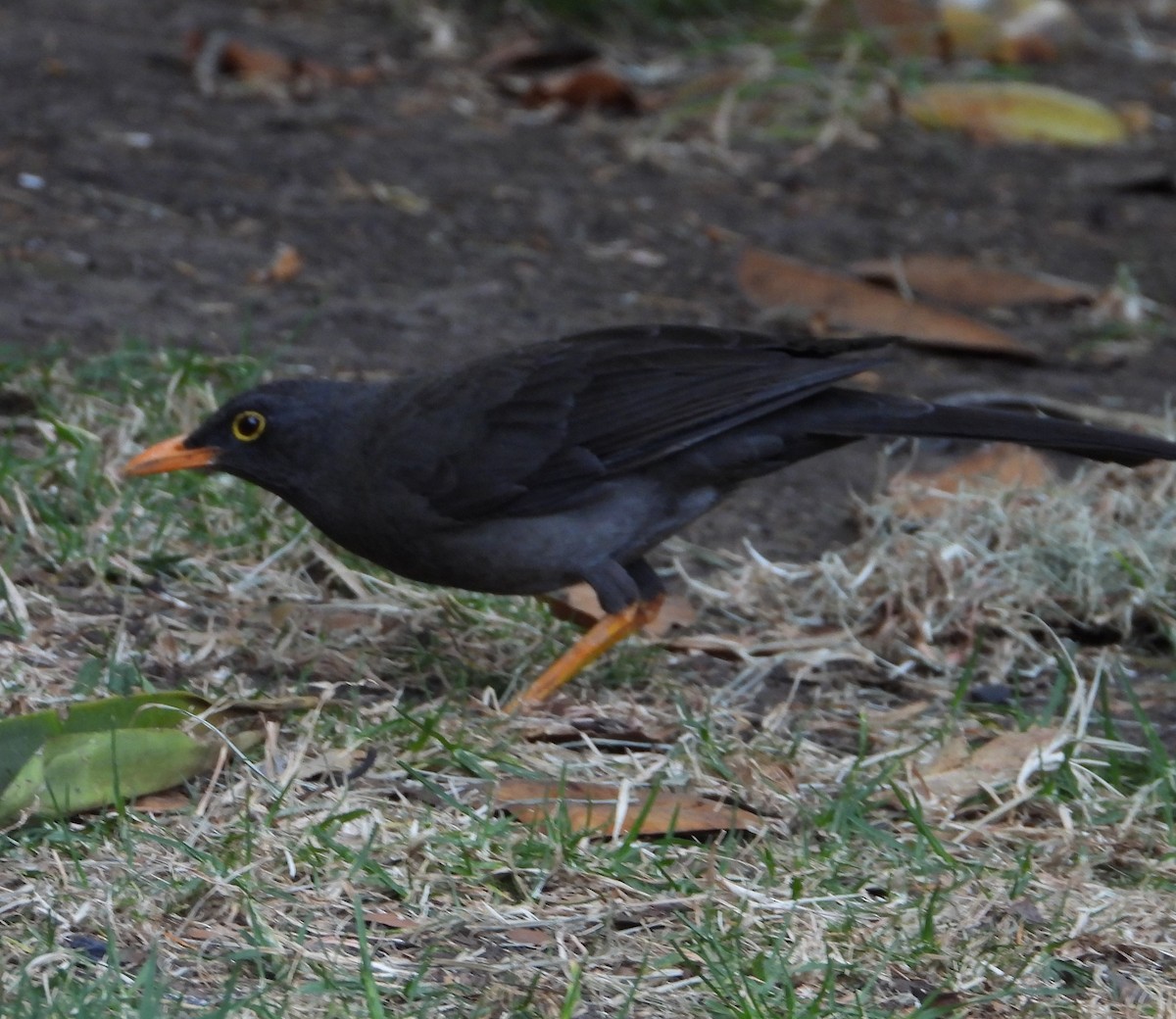 Great Thrush - ML629905707