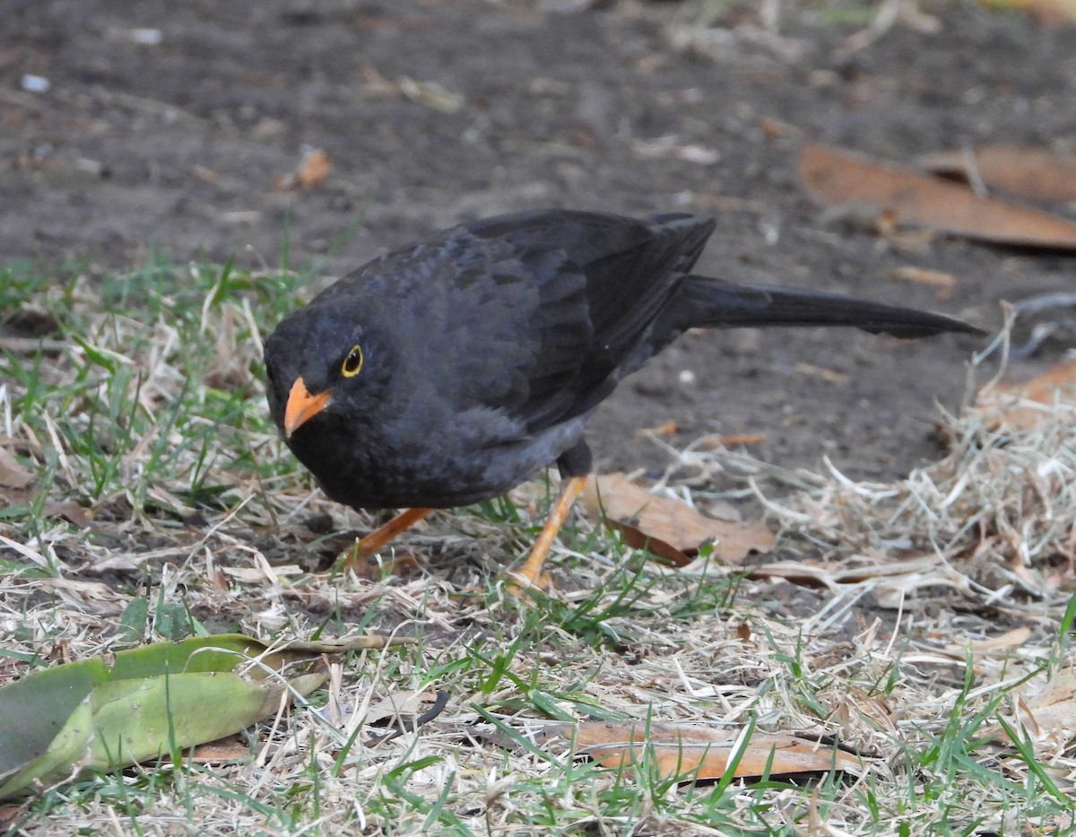 Great Thrush - ML629905708