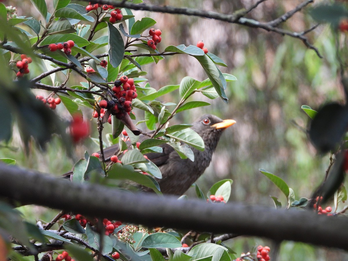 Great Thrush - ML629905709