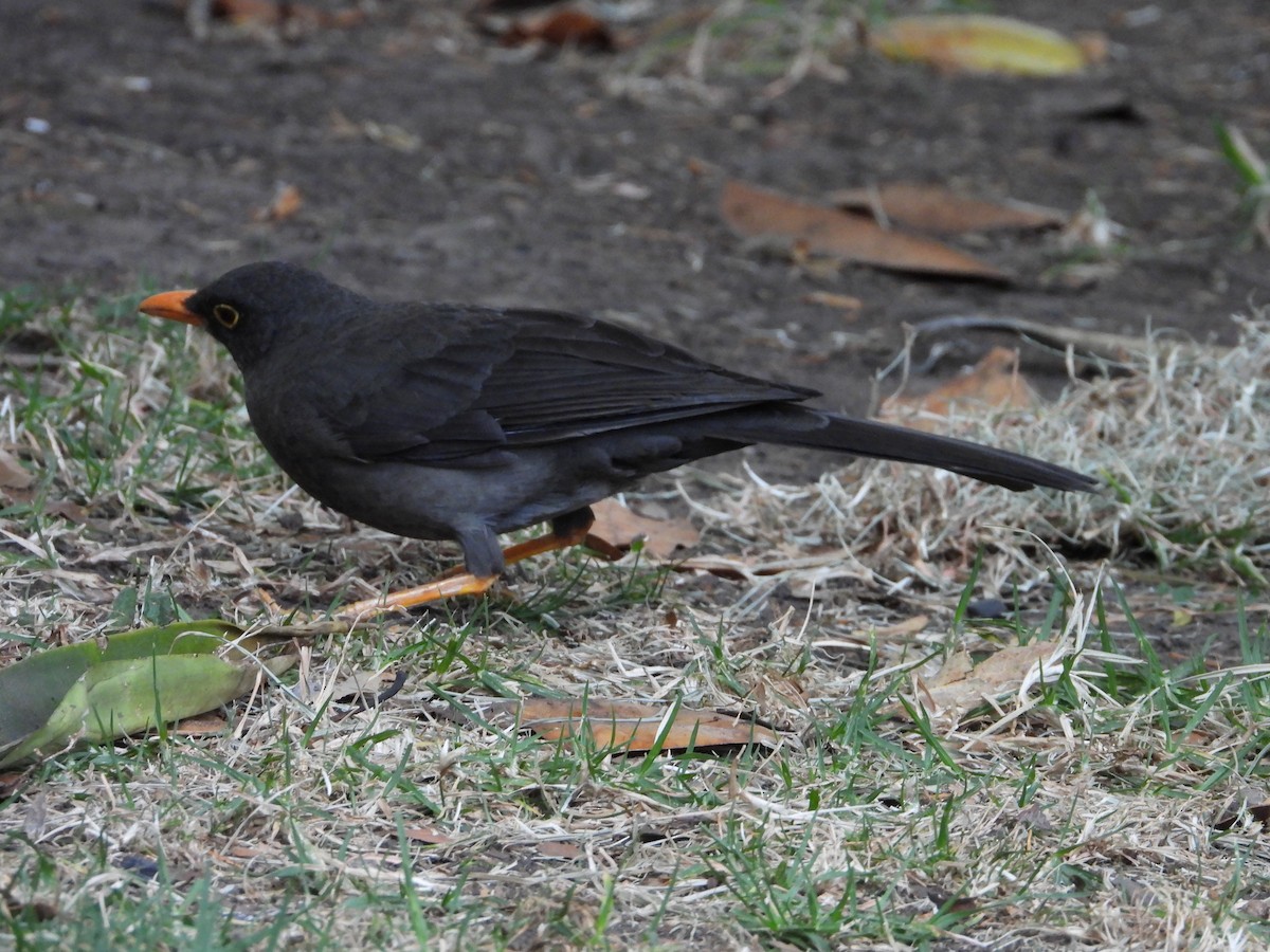 Great Thrush - ML629905711
