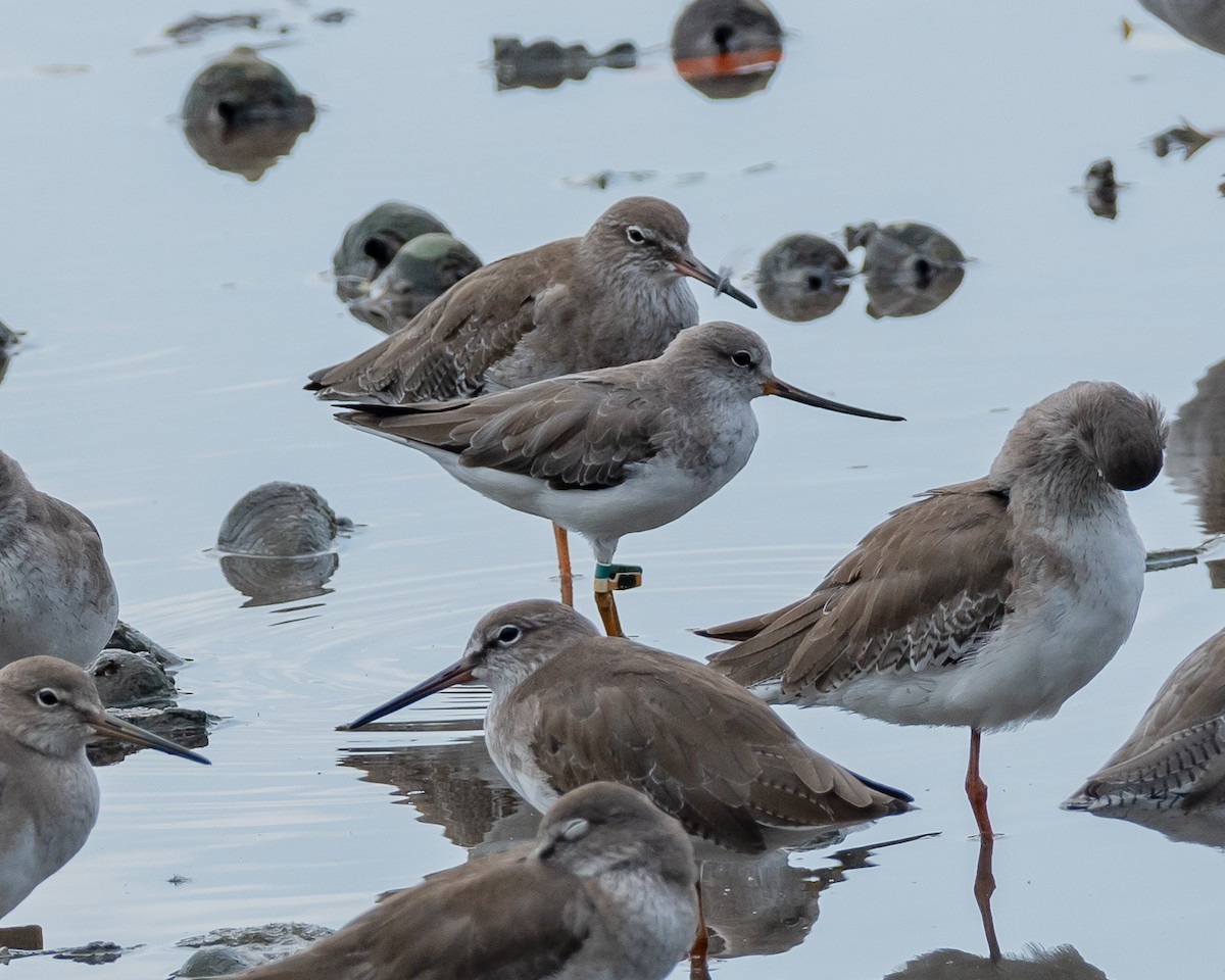 Terek Sandpiper - ML629905769