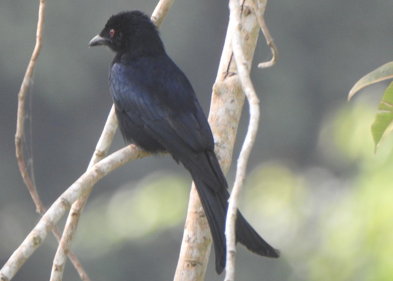 Drongo Modesto (atactus) - ML629905805