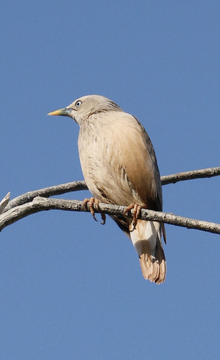 Chestnut-tailed Starling - ML629905937