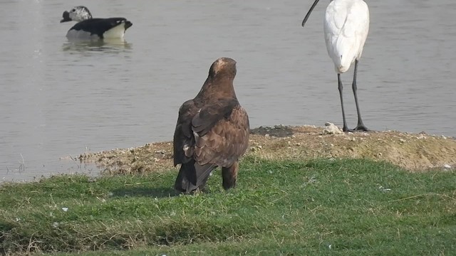 Aigle impérial - ML629905975