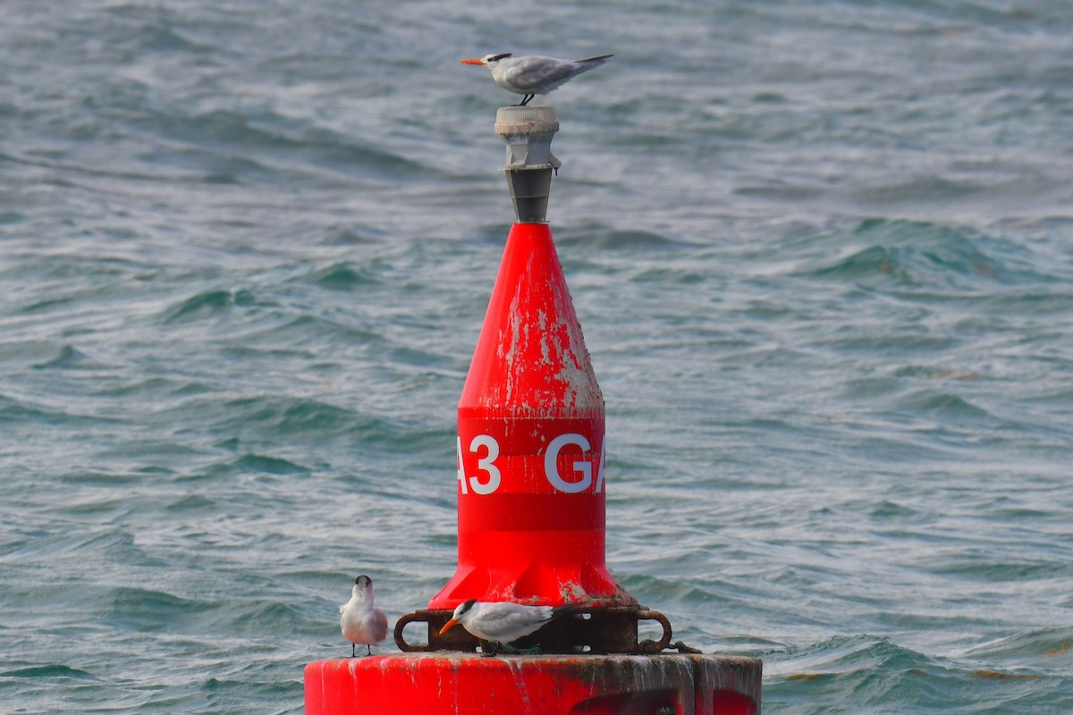 Royal Tern - ML629905978