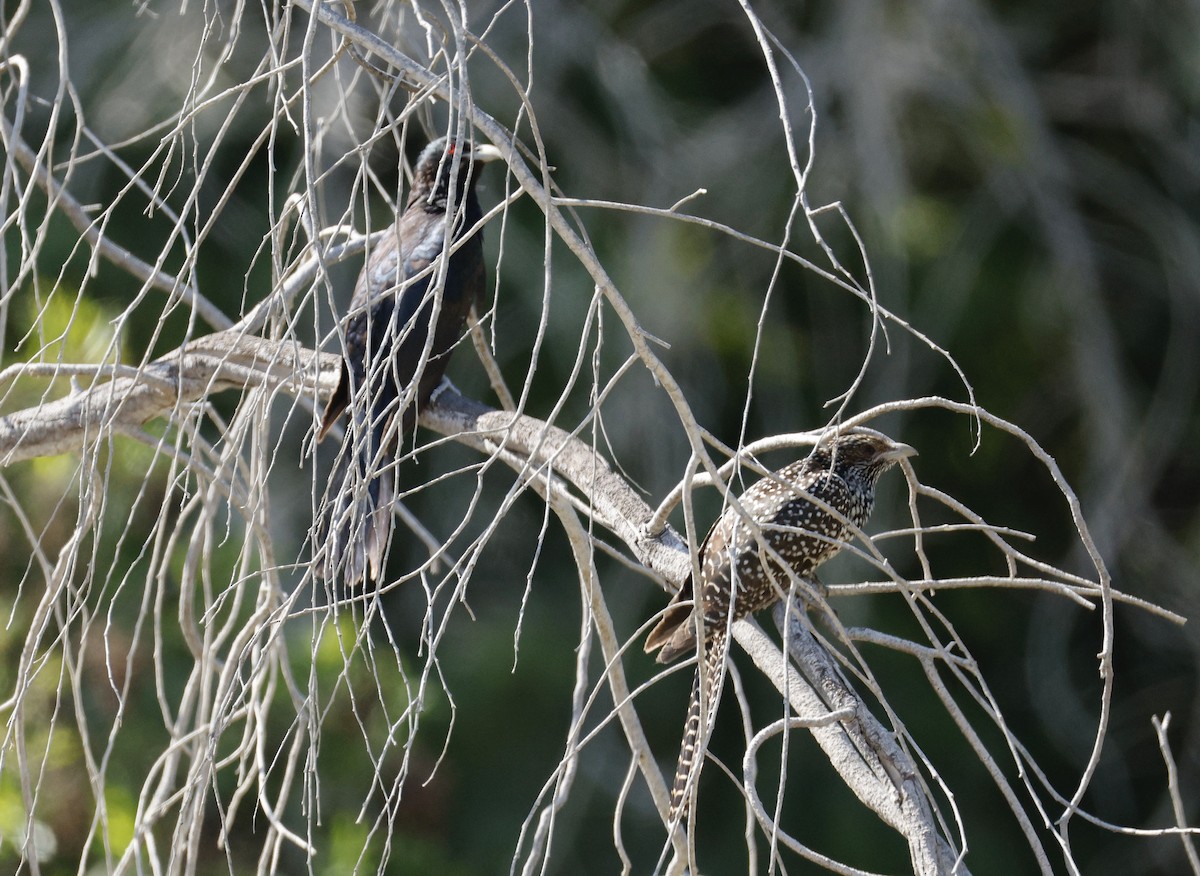 Asian Koel - ML629906129