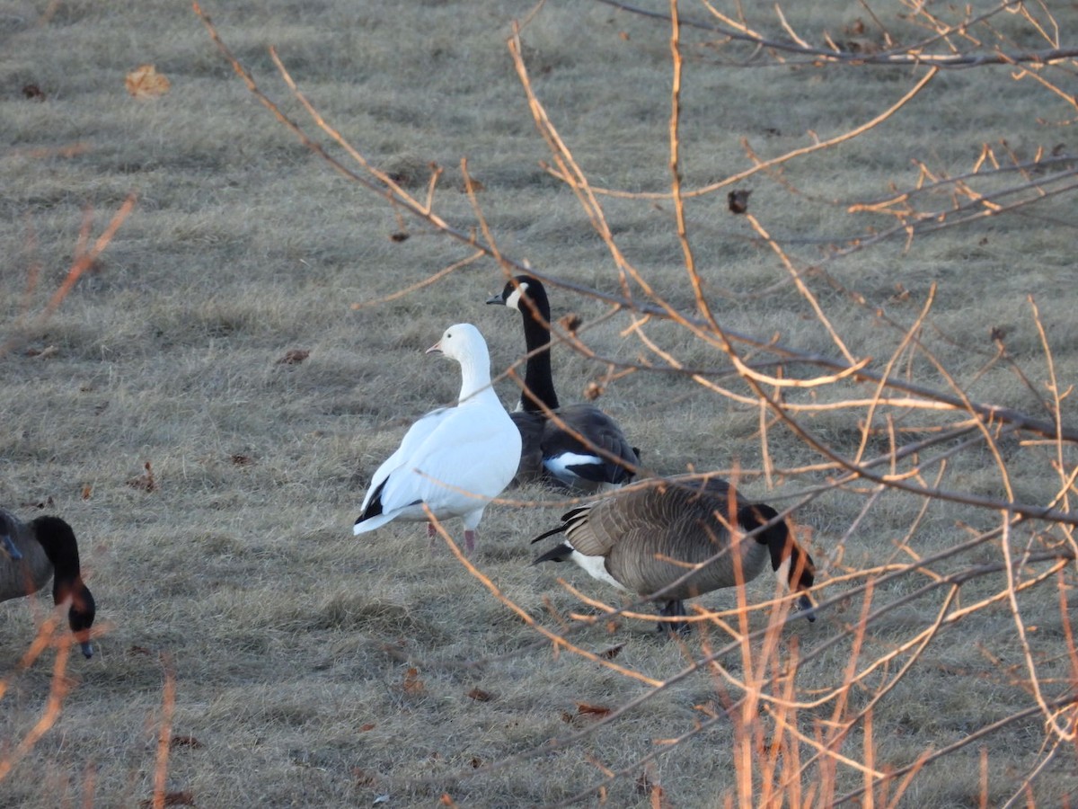 husa sněžní - ML629906130