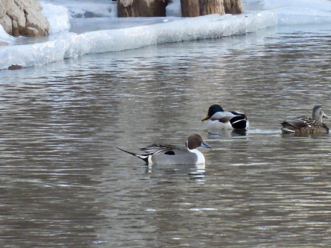 ostralka štíhlá - ML629906135