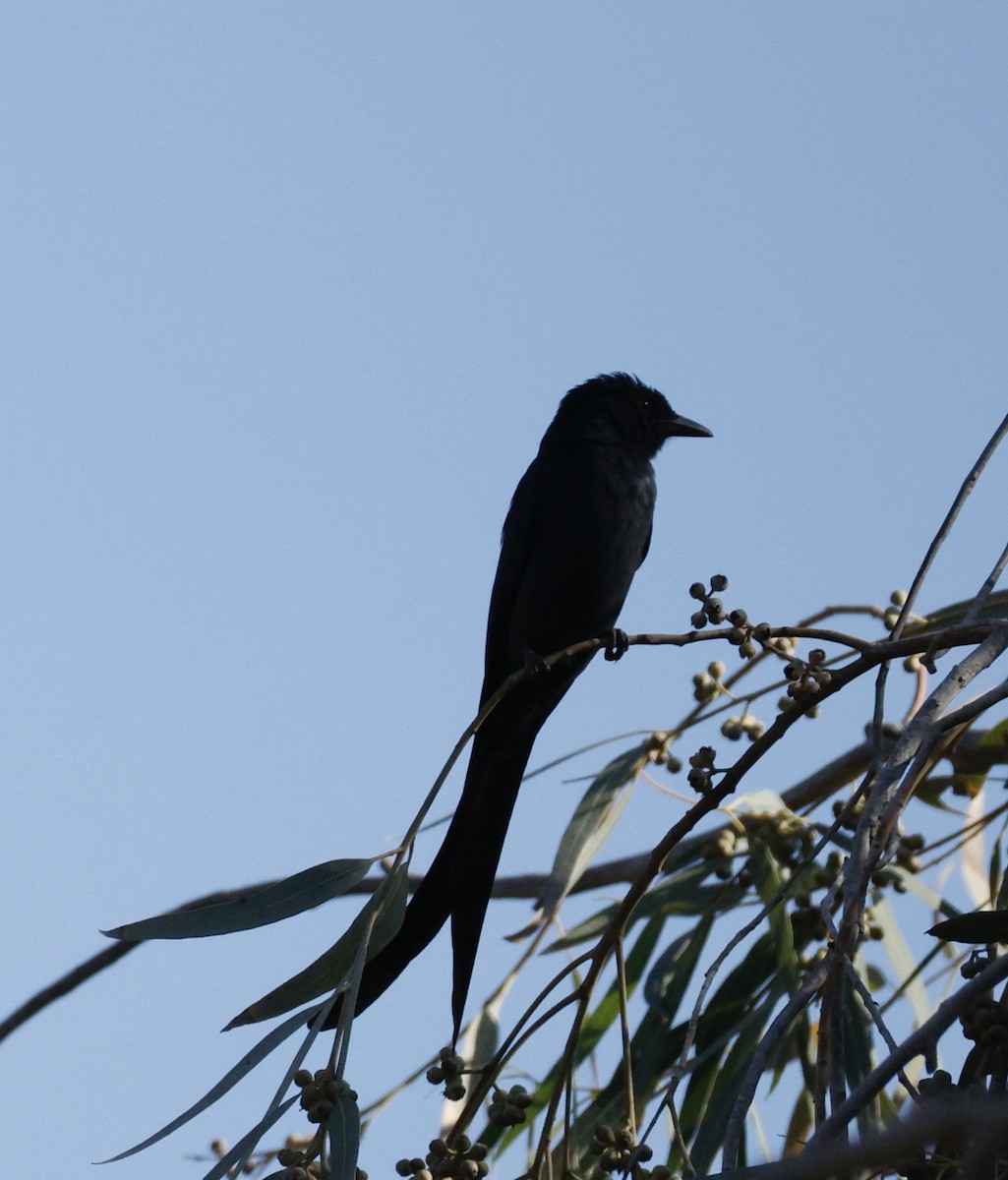 Ashy Drongo - ML629906203