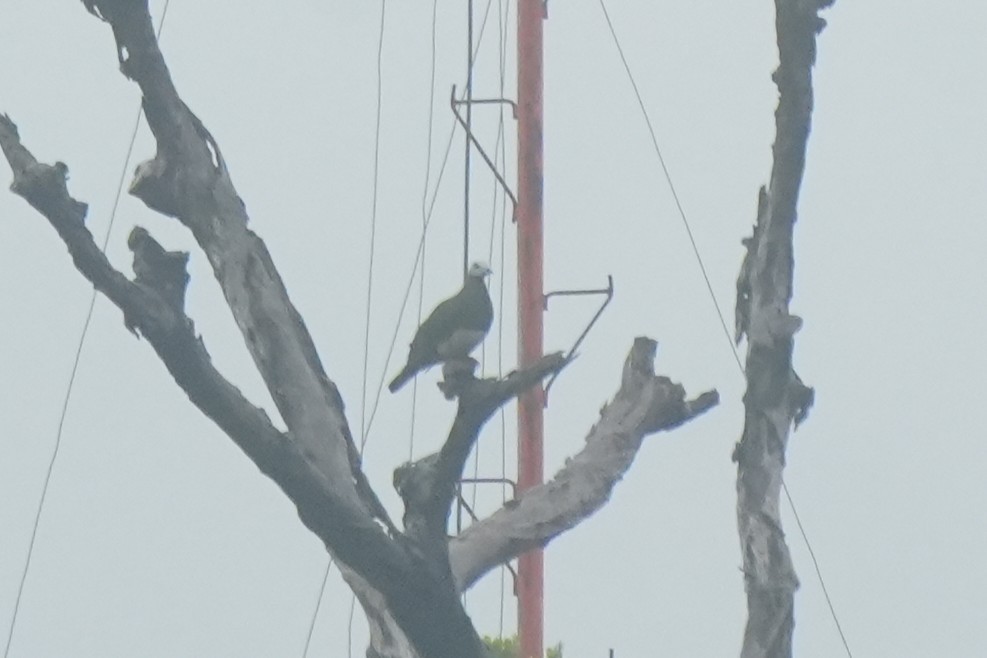 Pink-bellied Imperial-Pigeon - ML629906231