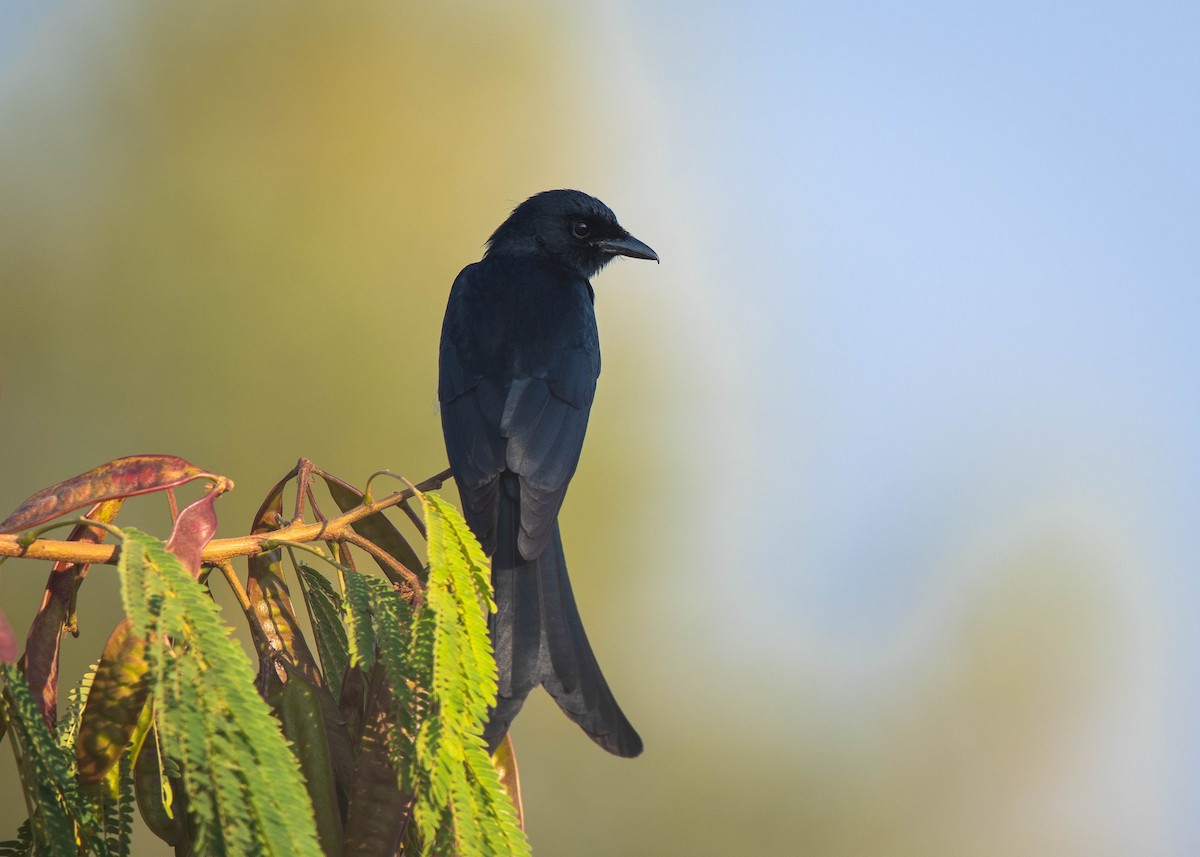 drongo černý - ML629906238