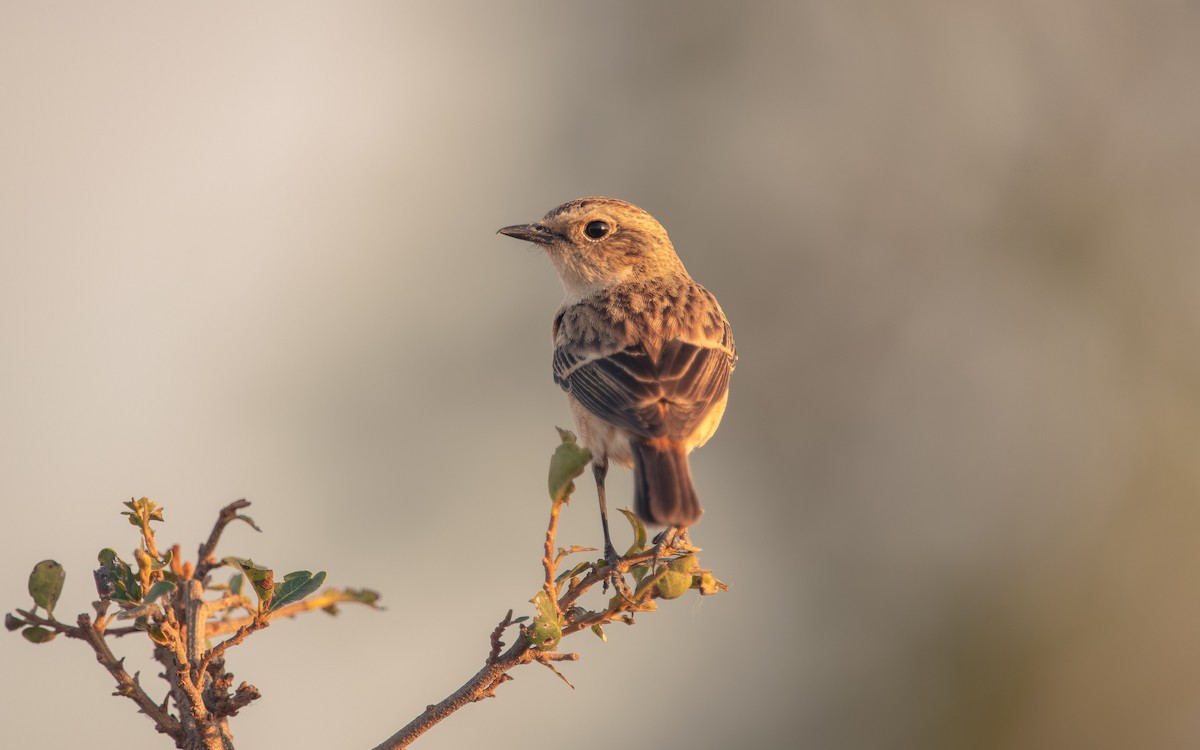 bramborníček východoasijský - ML629906240