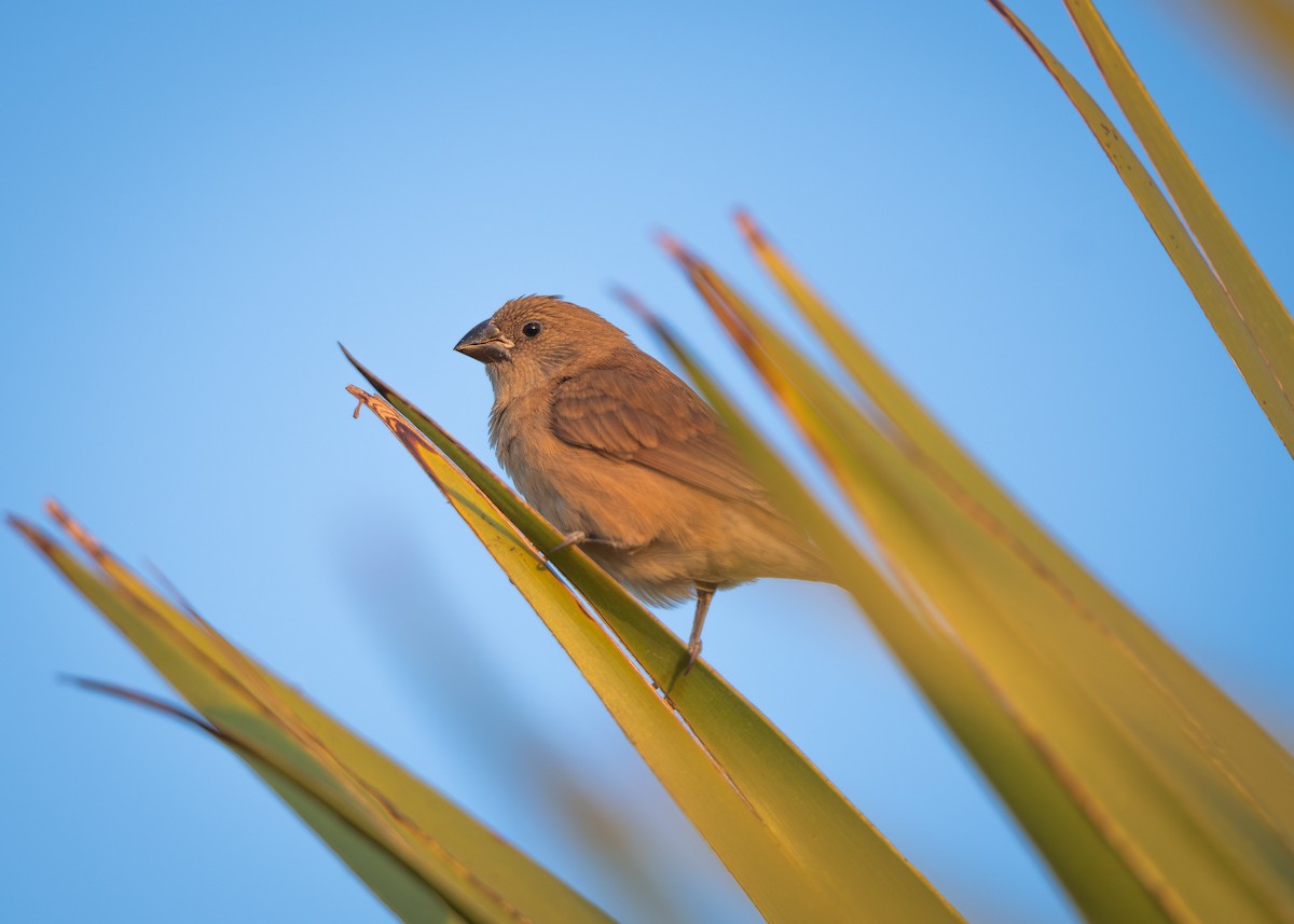 panenka muškátová - ML629906249