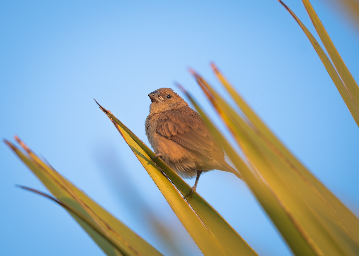 panenka muškátová - ML629906250