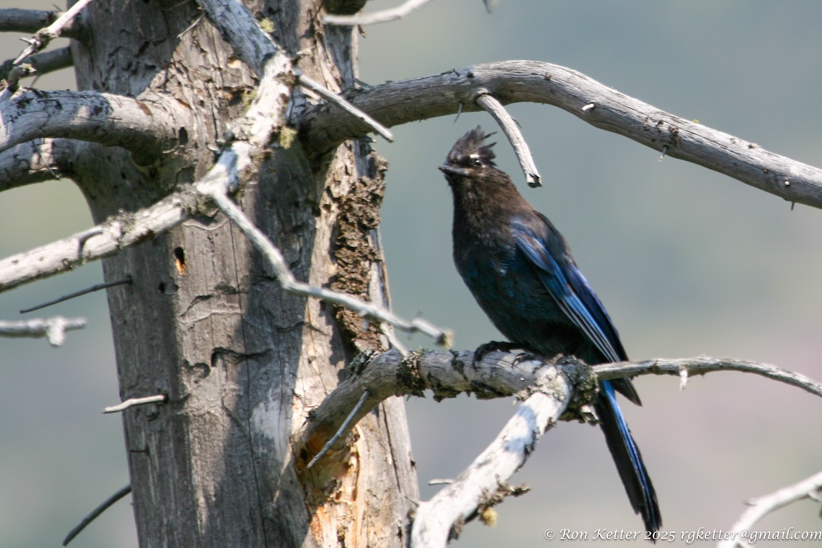 Steller's Jay - ML629906522