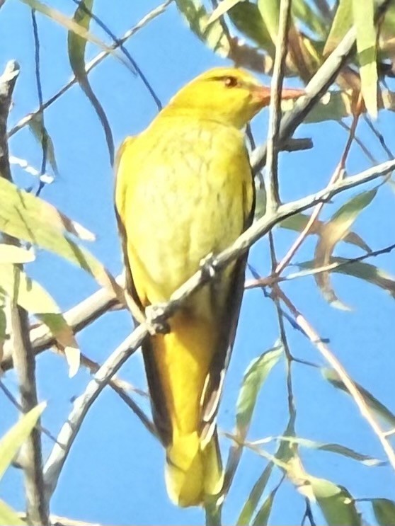Indian Golden Oriole - ML629906552